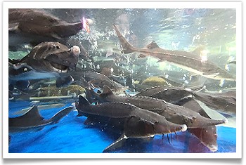 谷關餐廳‧新川生鱘龍鱒魚餐廳