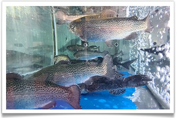 谷關餐廳‧新川生鱘龍鱒魚餐廳