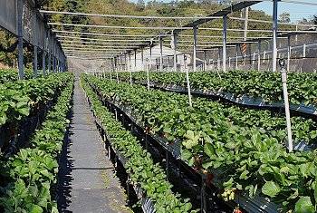 大湖草莓網-大湖草莓季11-4月